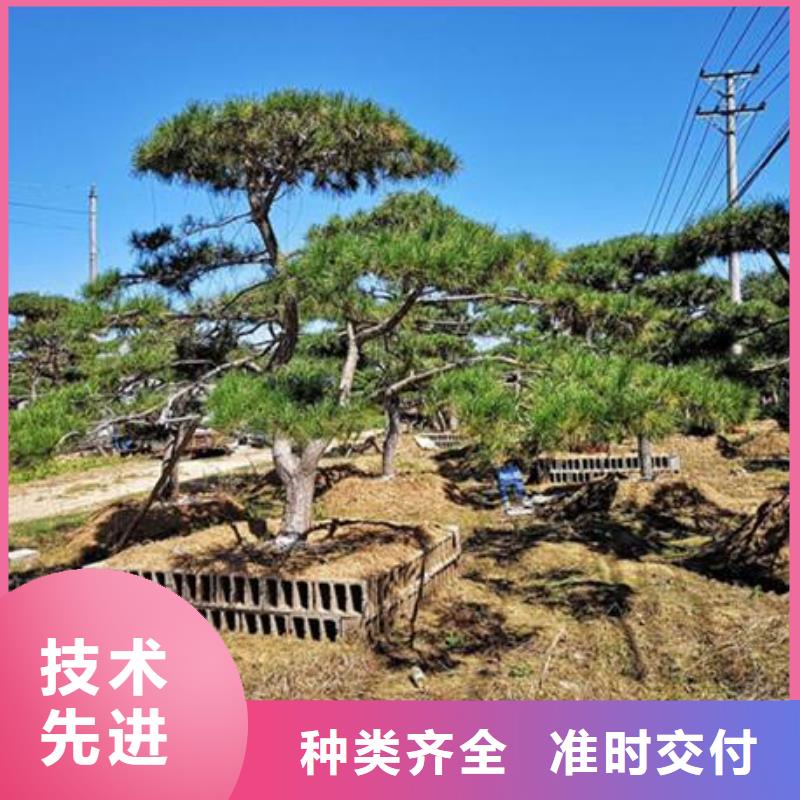 造型松-造型松價格專業(yè)按需定制