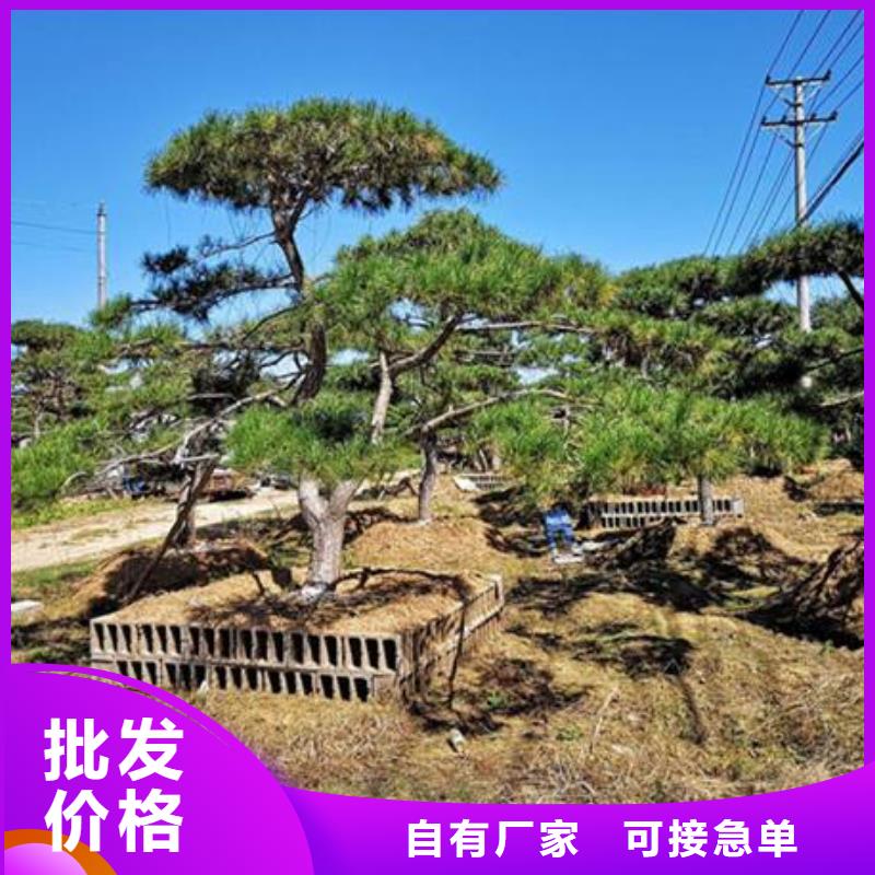  造型松生產(chǎn)經(jīng)驗豐富
