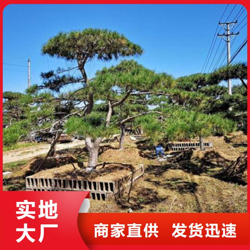  造型松專業(yè)的生產(chǎn)廠家