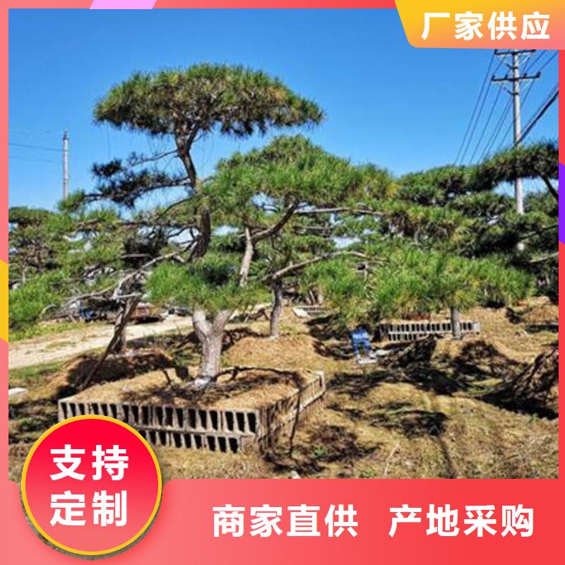 造型松古樁一件也發(fā)貨