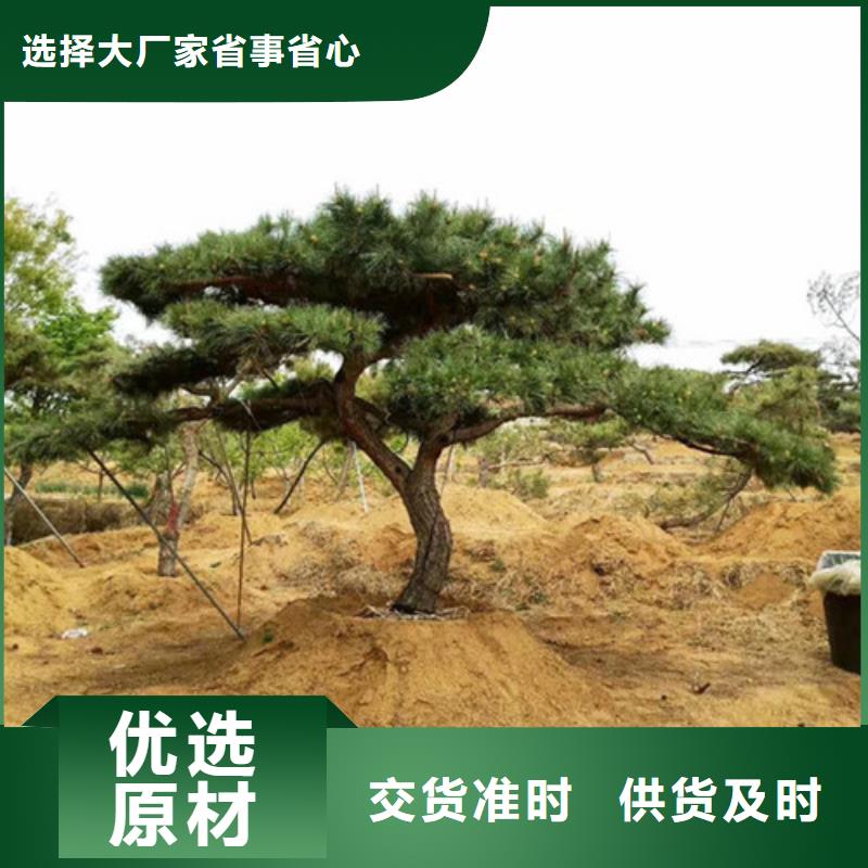 造型松盆景快捷物流