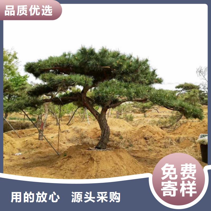 造型松【造型黑松】歡迎新老客戶垂詢
