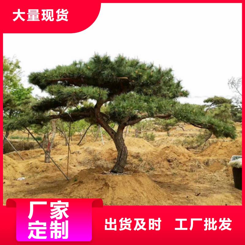 造型松奇石用品質(zhì)說話