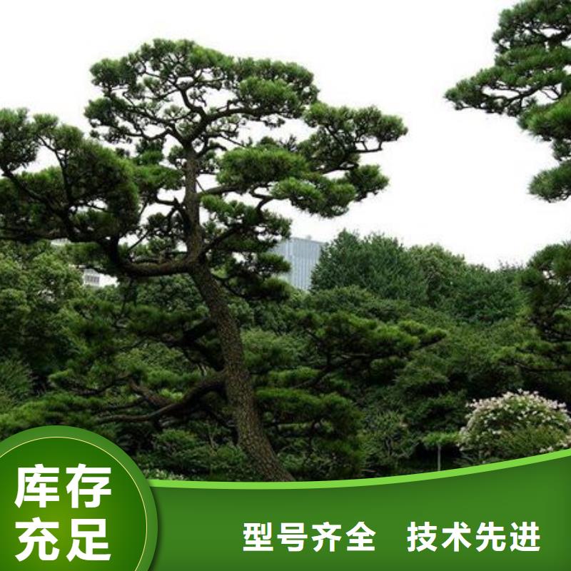 造型松造型黑松多種規(guī)格可選