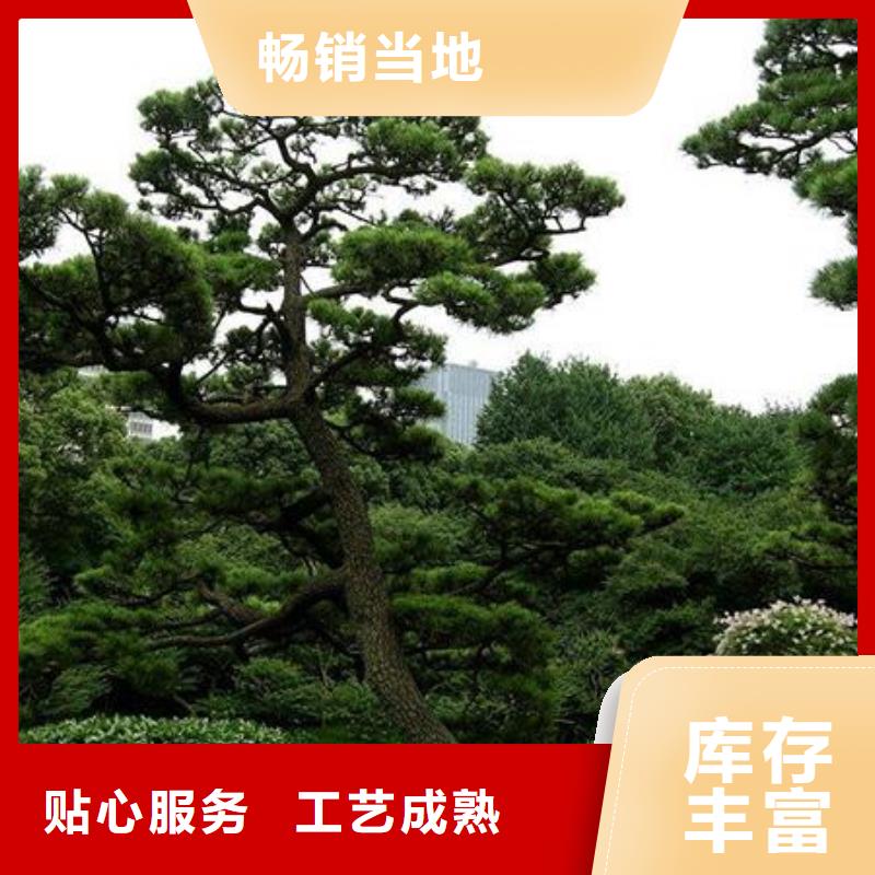造型松迎客松精工打造