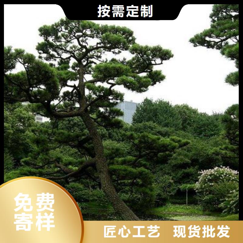  造型松真實(shí)拍攝品質(zhì)可靠