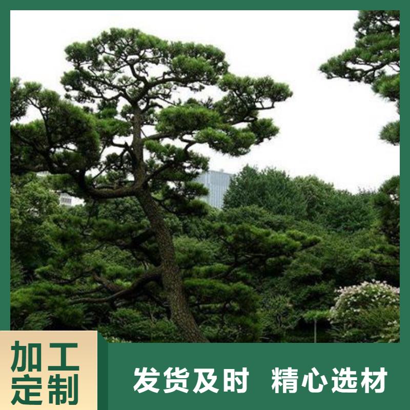 造型松-【盆景】快速報價
