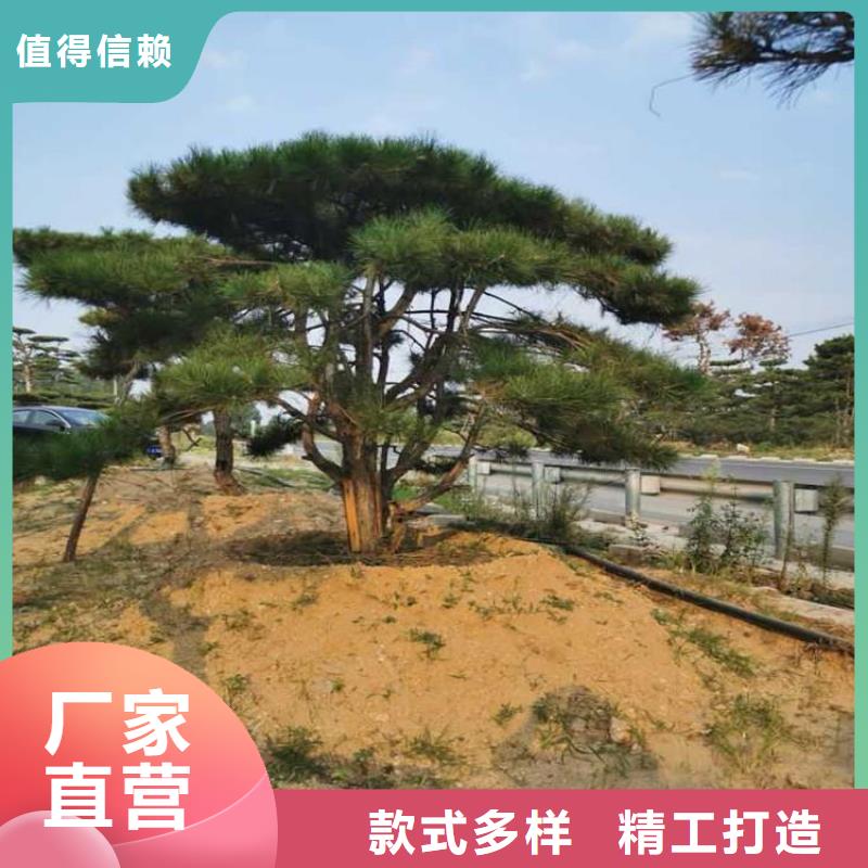 造型松-【造型油松】經(jīng)驗(yàn)豐富質(zhì)量放心