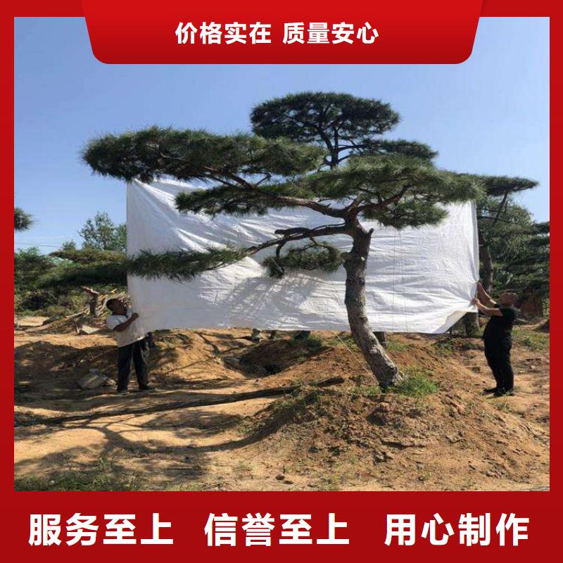 造型松古樁一站式供應(yīng)廠家