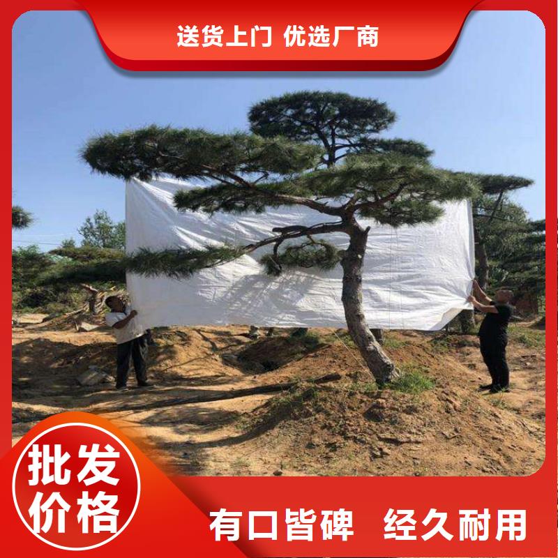  造型松精工細致打造