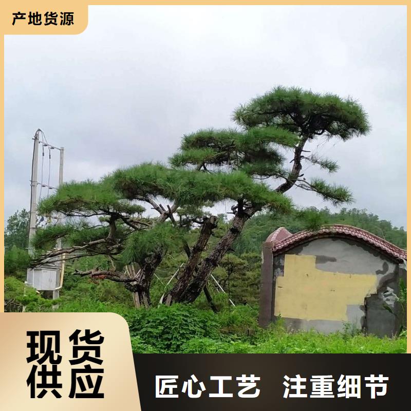 【造型松】-奇石當?shù)貜S家值得信賴