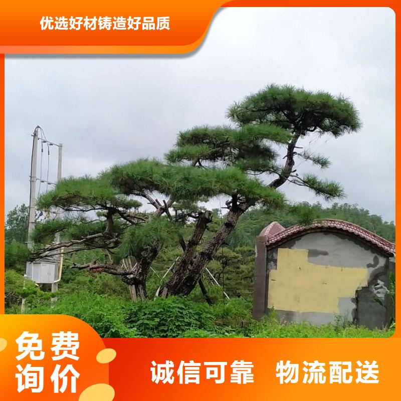 造型松盆景快捷物流