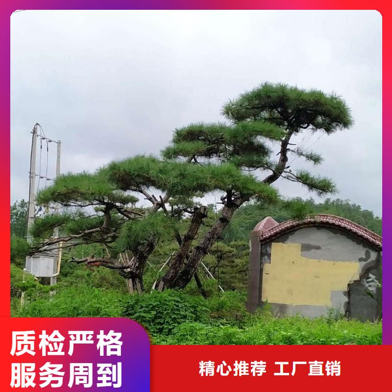 造型松松苗木核心技術(shù)