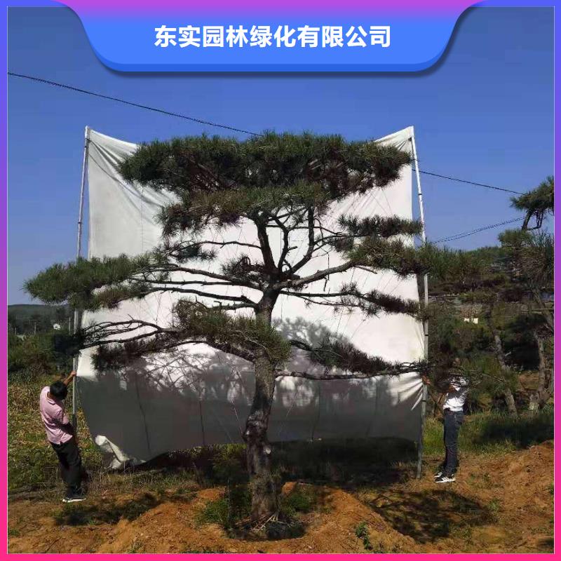 造型松造型松價(jià)格廠誠(chéng)信經(jīng)營(yíng)