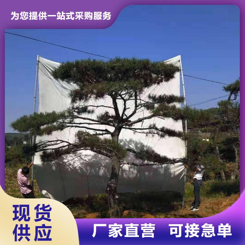  造型松好品质用的放心