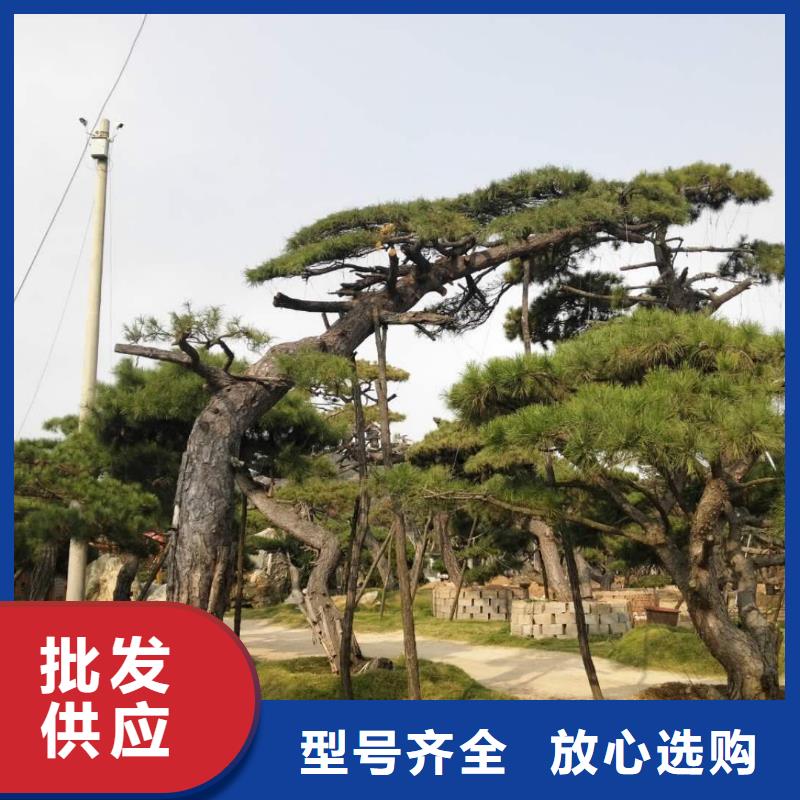 造型松造型黑松来图定制量大从优