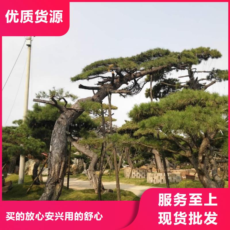 造型松平頂松質(zhì)量牢靠