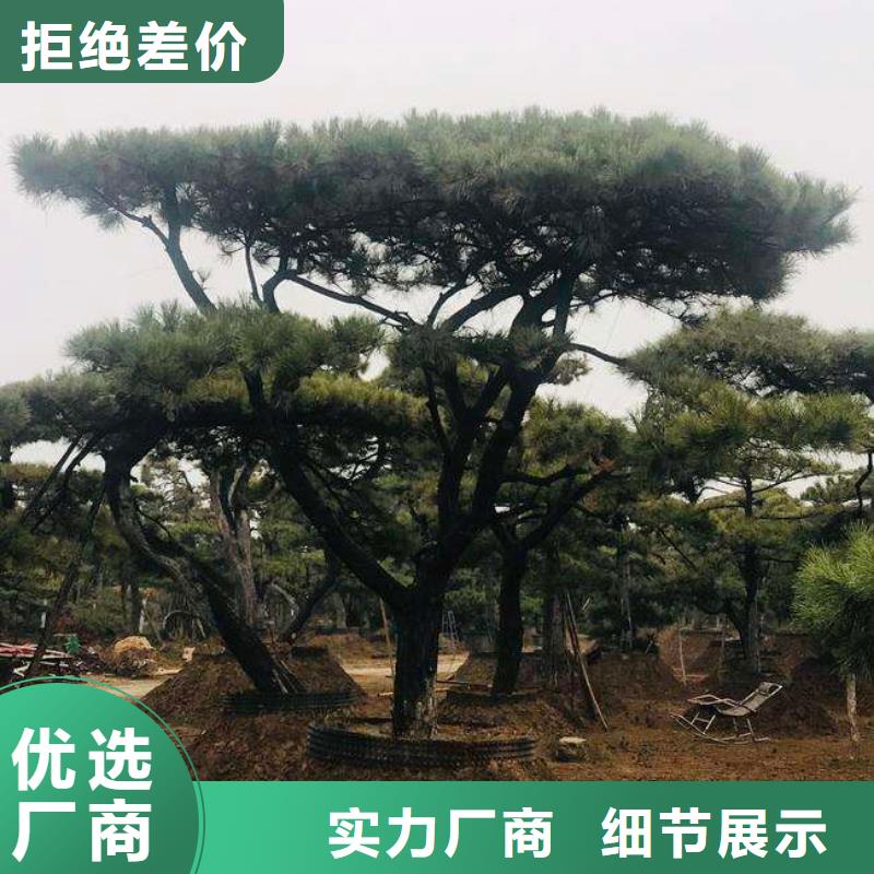 造型松古樁一站式供應(yīng)廠家
