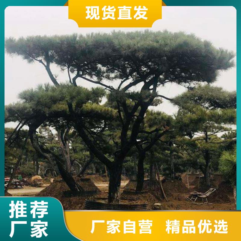 造型松造型松基地專注質(zhì)量