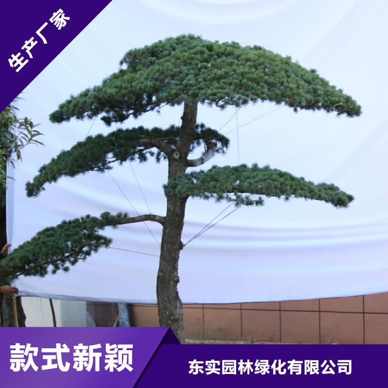 【 造型松行業(yè)優(yōu)選】
