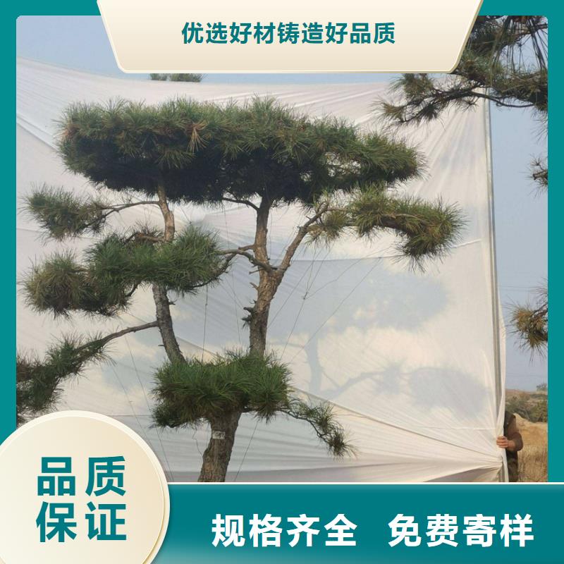 造型松古桩一站式供应厂家