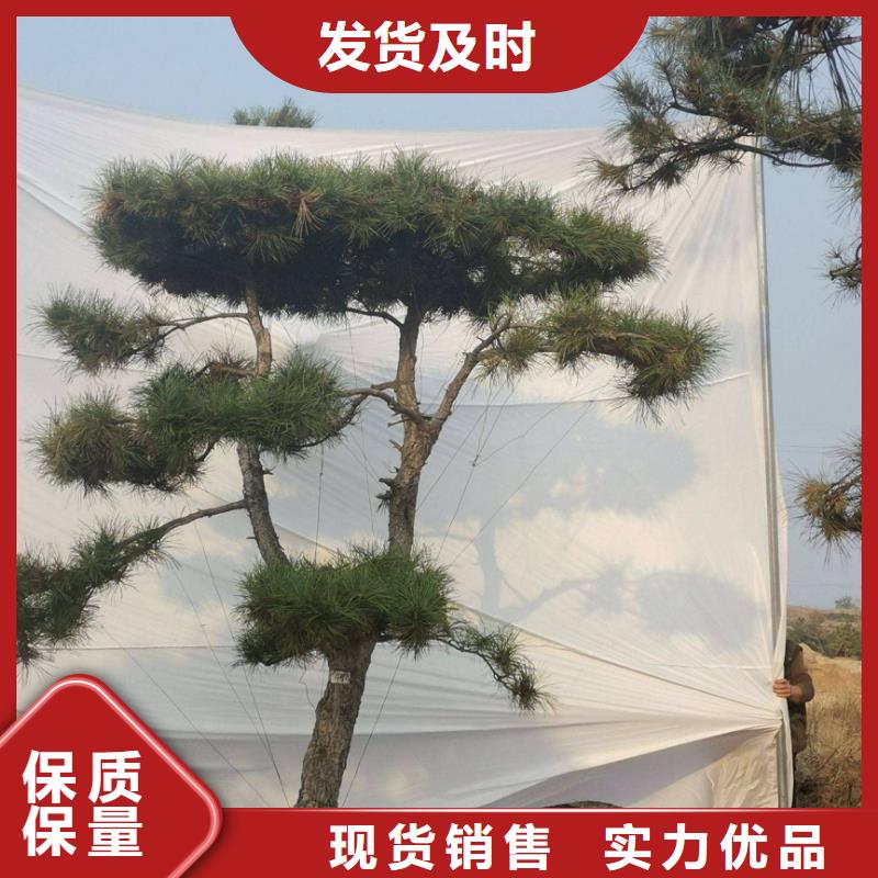 造型松黑松有實力有經(jīng)驗