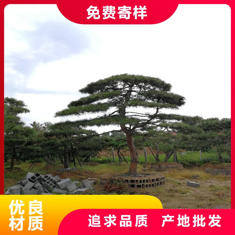 造型松油松品牌專營