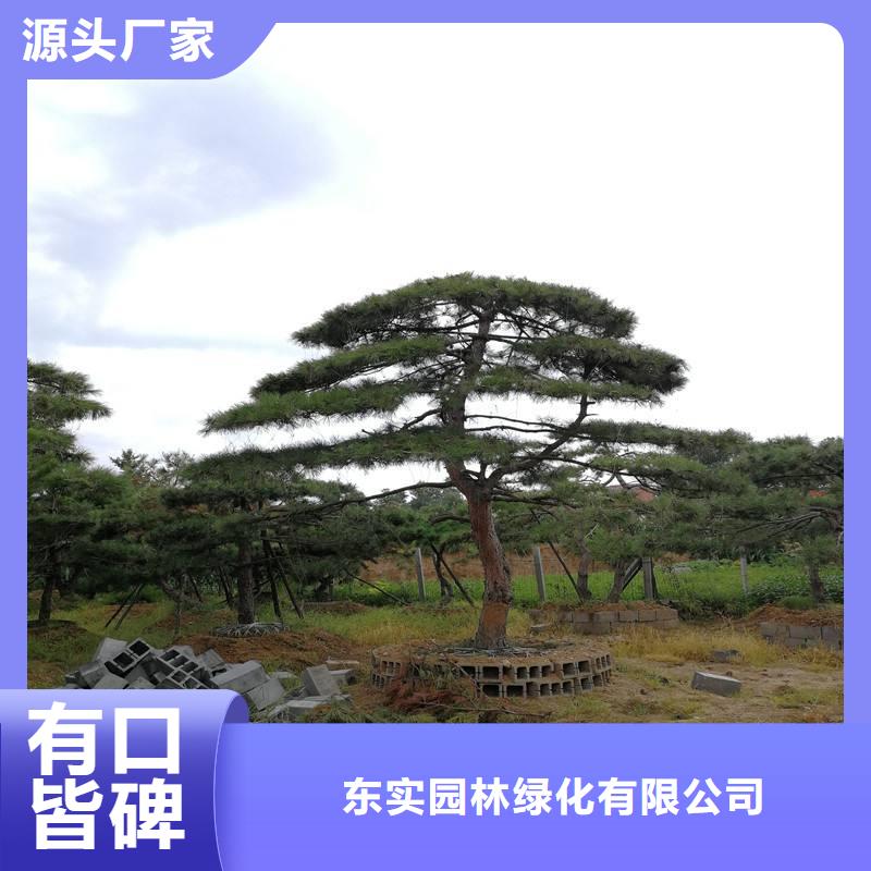  造型松追求細節(jié)品質(zhì)