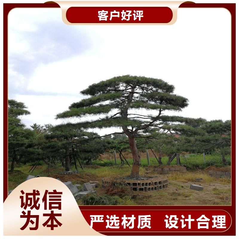  造型松用心服務(wù)