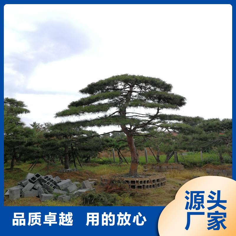 【 造型松行業(yè)優(yōu)選】