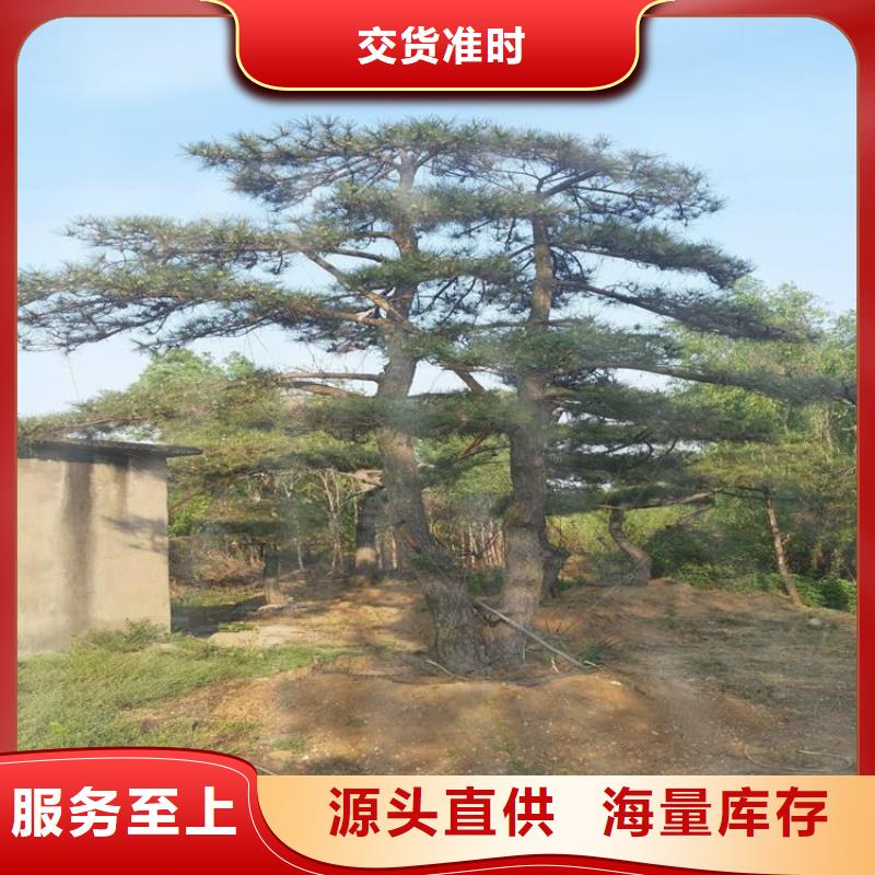 造型松迎客松客戶好評(píng)