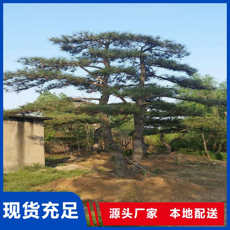  造型松物流配貨上門