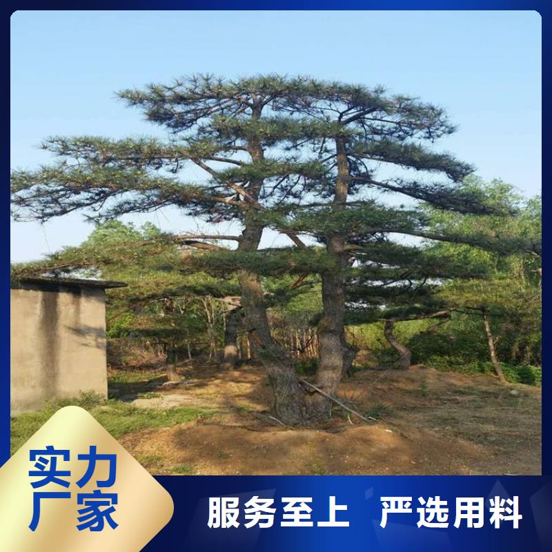 造型松黑松有實(shí)力有經(jīng)驗(yàn)
