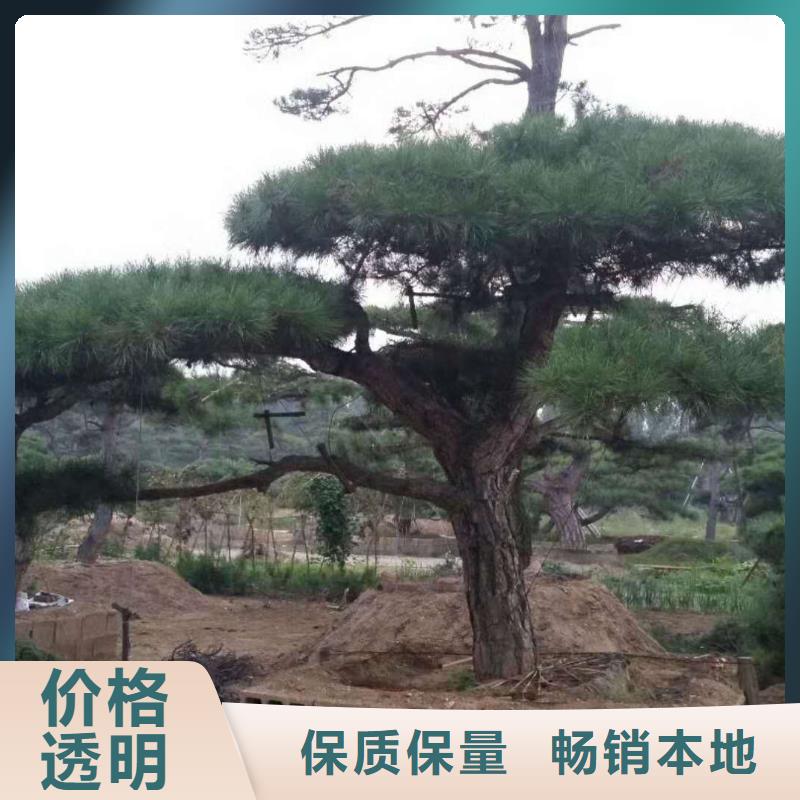 造型松造型松價(jià)格好貨直供