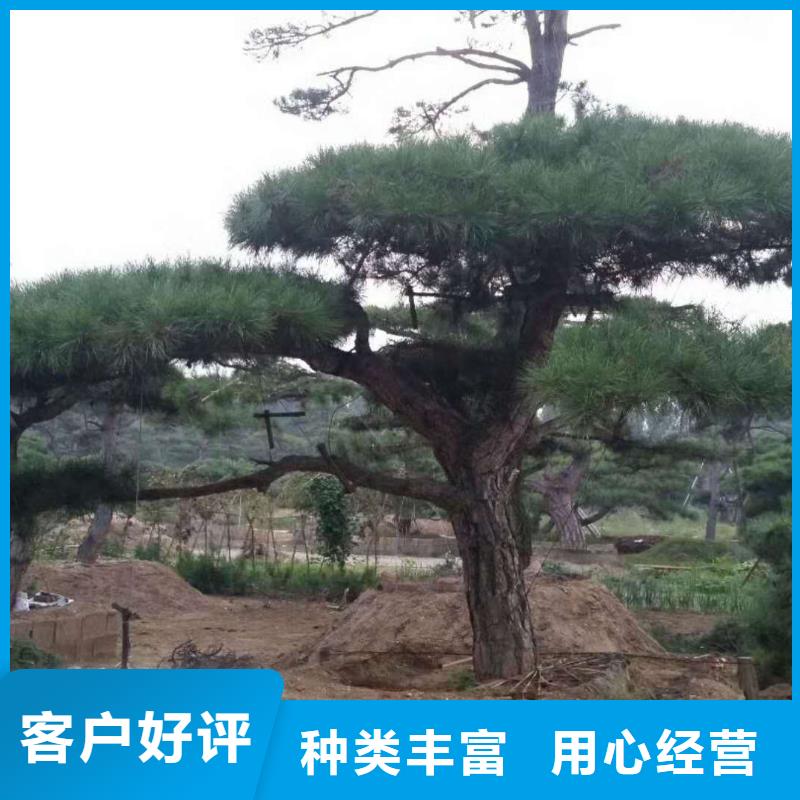 【造型松】-造型黑松廠家直銷放心
