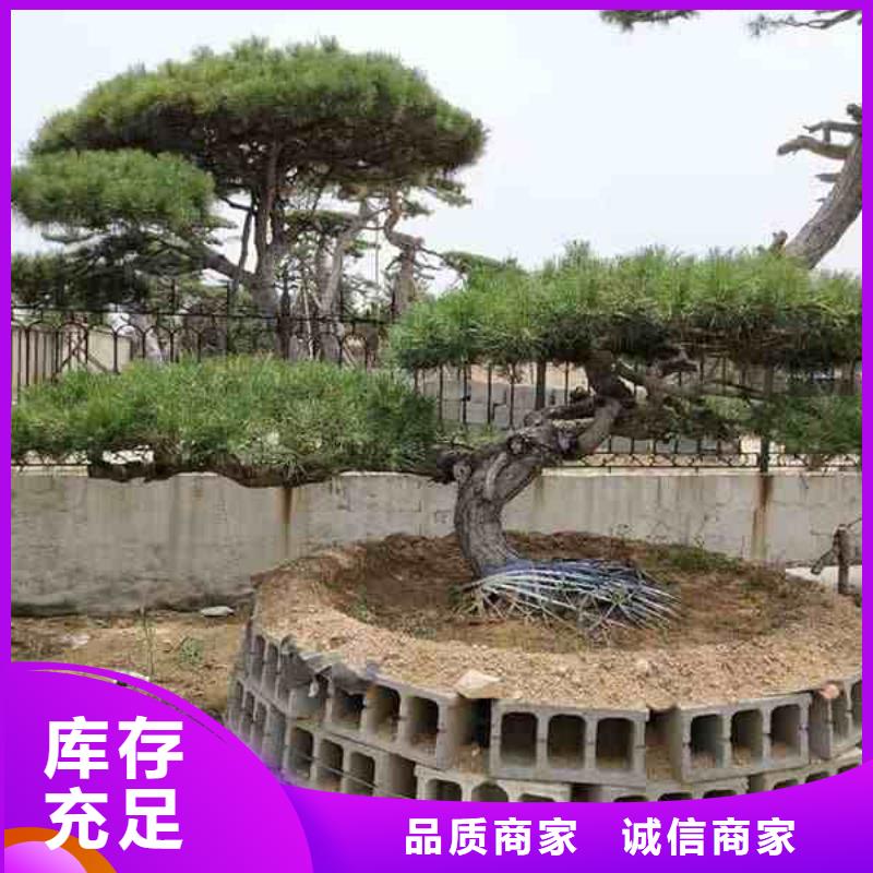  造型松精工細致打造