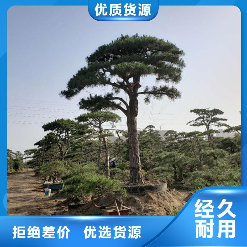  造型松款式多样