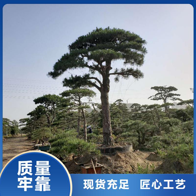 平頂松大量供應