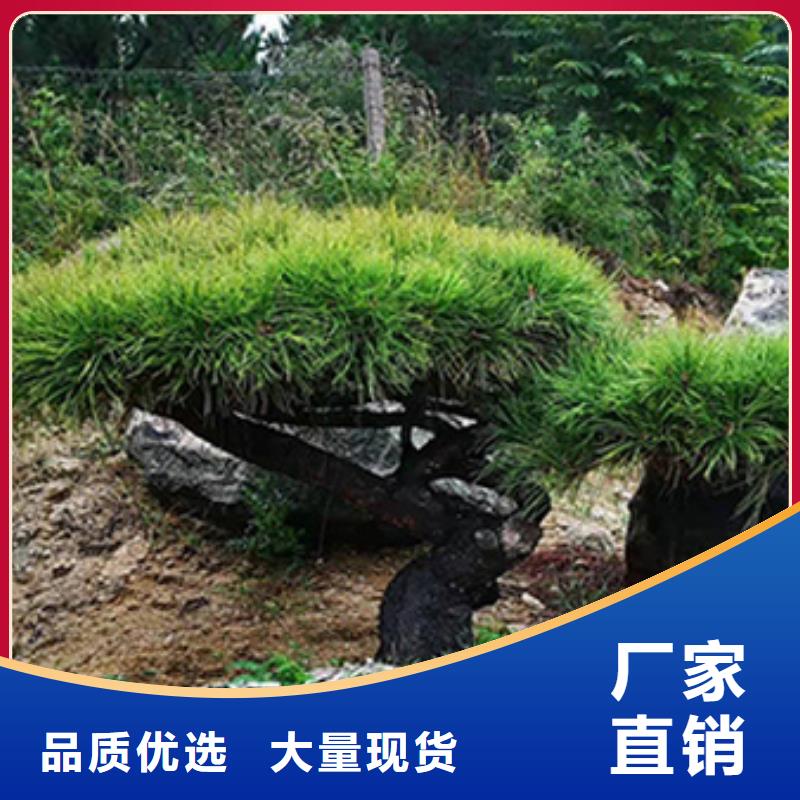  造型松支持批发零售