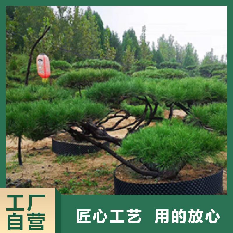  造型松源头厂源头货