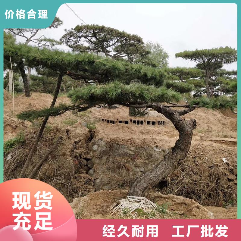 造型松,奇石行業(yè)優(yōu)選
