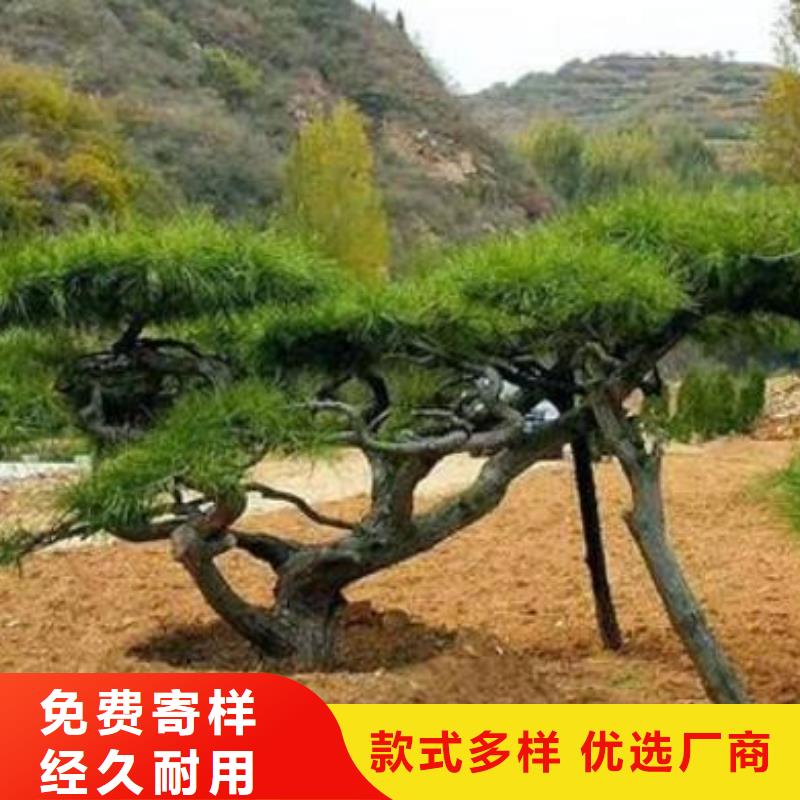 造型松古樁一站式供應(yīng)廠家