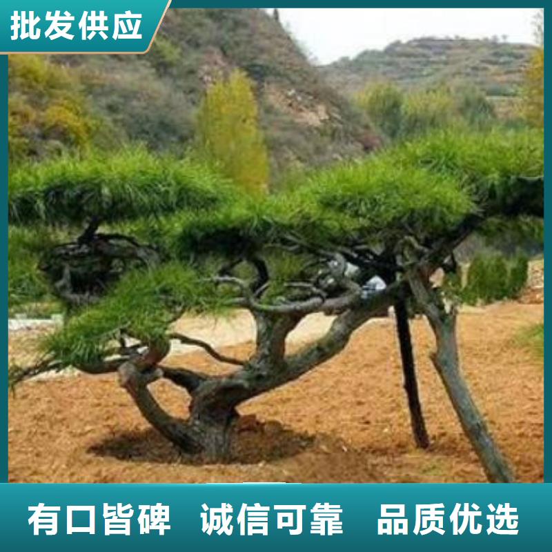 造型松造型松苗木质量优价格低