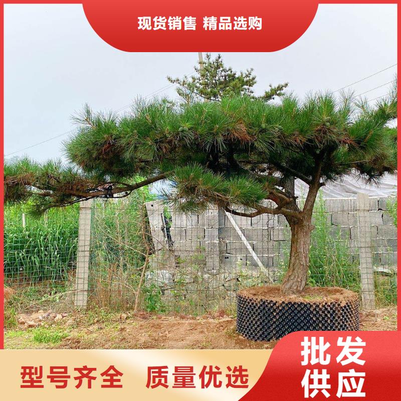  造型松敢与同行比服务
