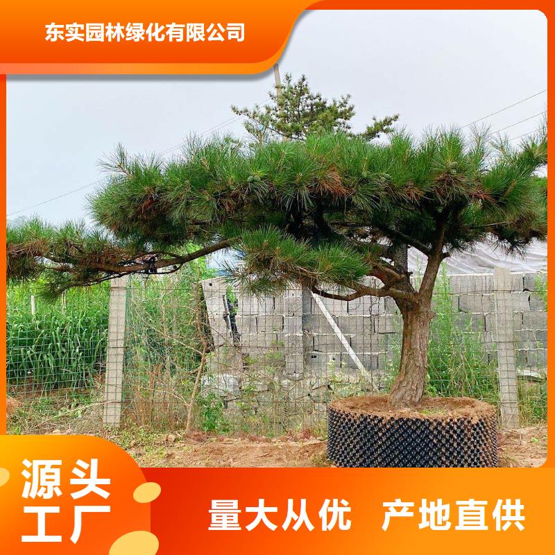 造型松,造型油松产地厂家直销