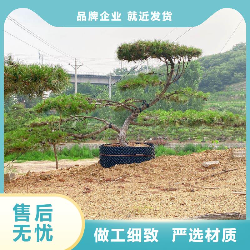 【造型松】,造型油松產(chǎn)地直供