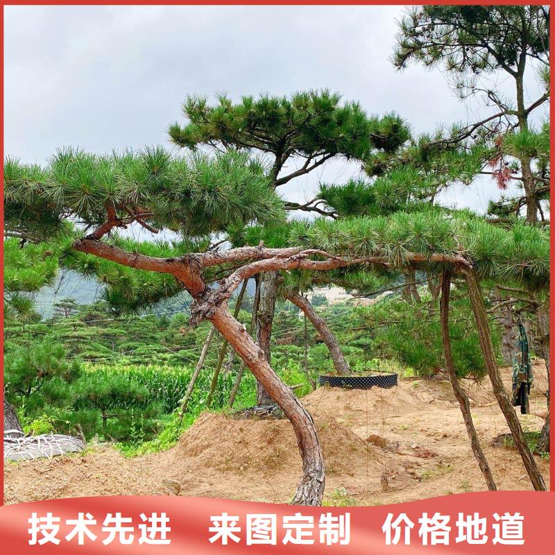 造型松【造型黑松】歡迎新老客戶垂詢