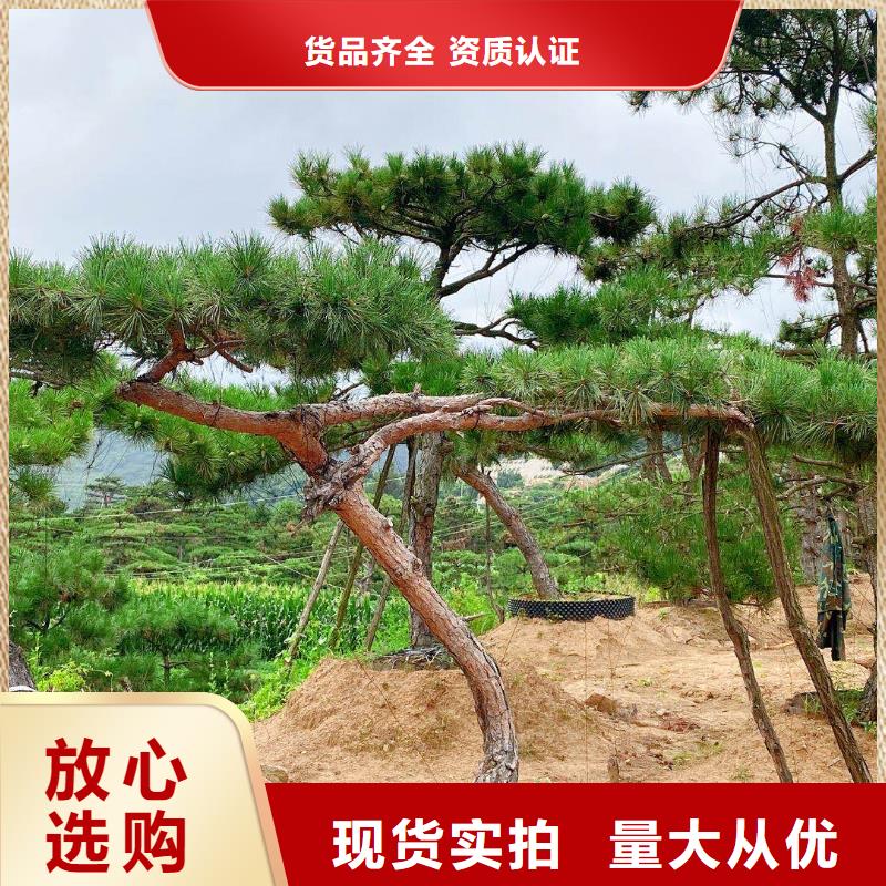 造型松-造型松價(jià)格質(zhì)檢合格出廠
