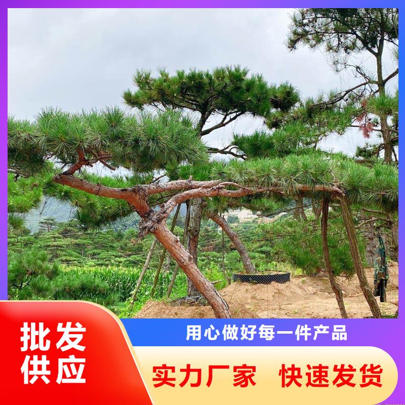 造型松_奇石真誠(chéng)合作