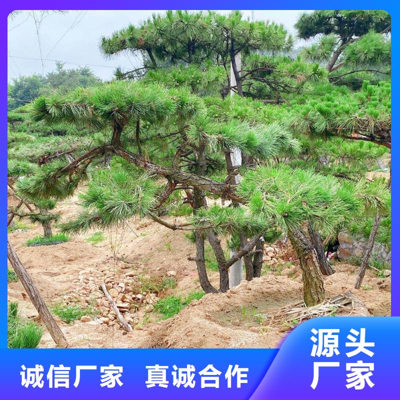 【造型松】,造型油松商家